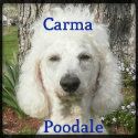 Carma Poodale 