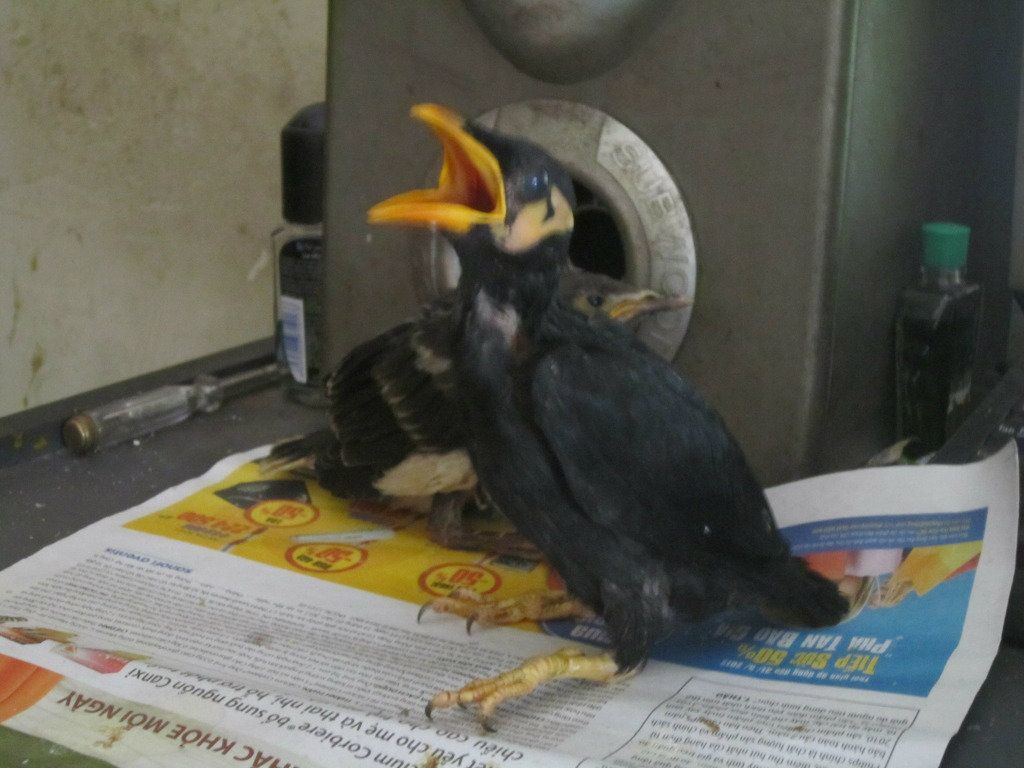 bán chim nhồng yểng con - 1