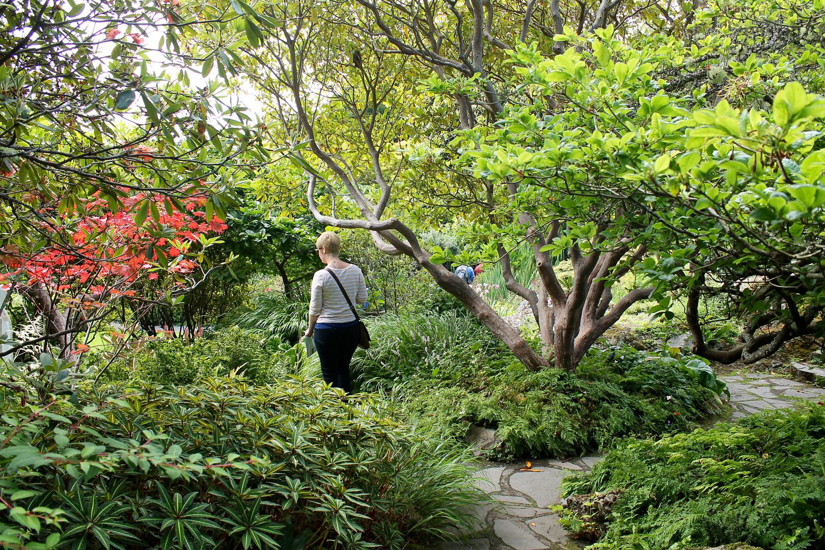 Rhododendron Woodland Garden at Abkhazi Garden | Korena in the Kitchen