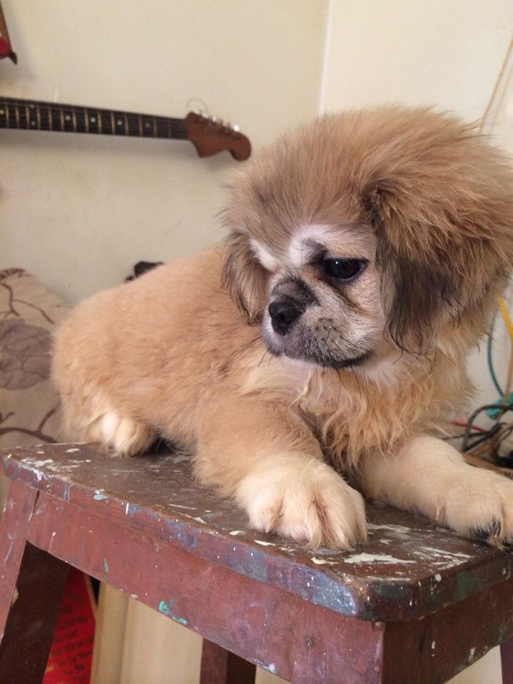 bầy chó Bắc Kinh lai 2 tháng tuổi ( có hình ảnh ) - 1