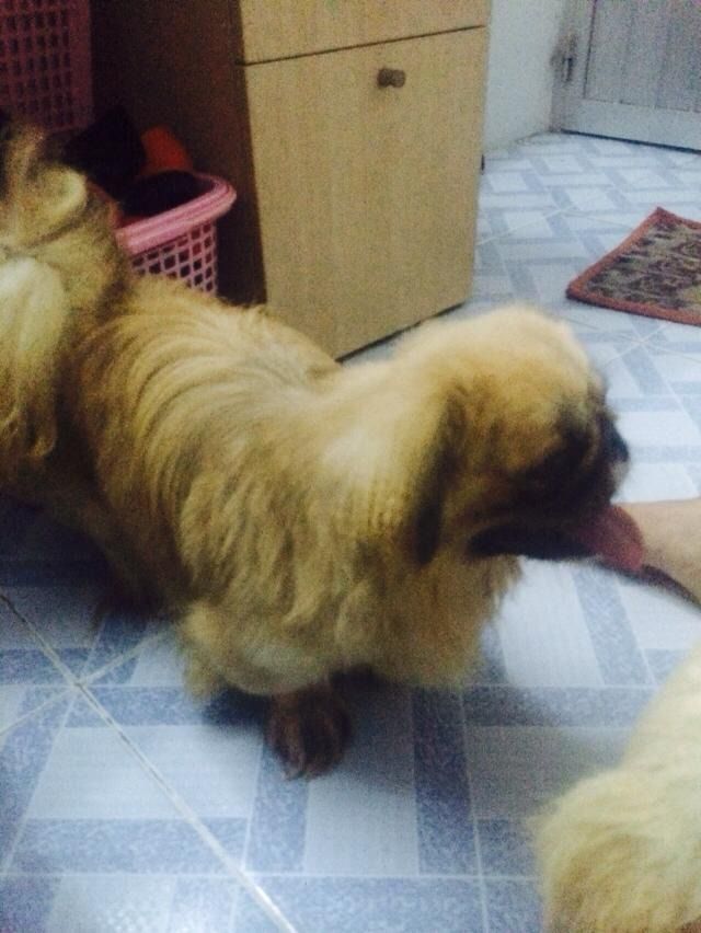 bầy chó Bắc Kinh lai 2 tháng tuổi ( có hình ảnh ) - 12