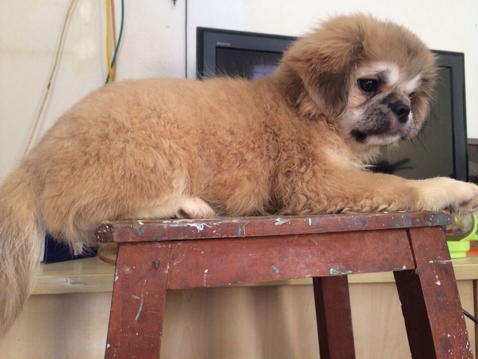 bầy chó Bắc Kinh lai 2 tháng tuổi ( có hình ảnh ) - 2