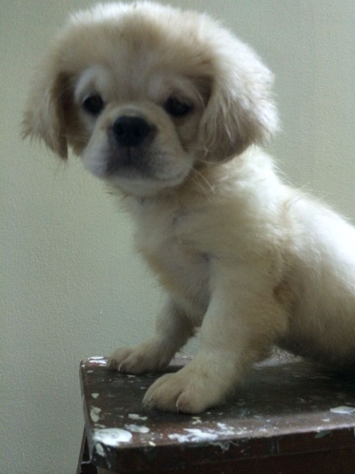 bầy chó Bắc Kinh lai 2 tháng tuổi ( có hình ảnh ) - 5