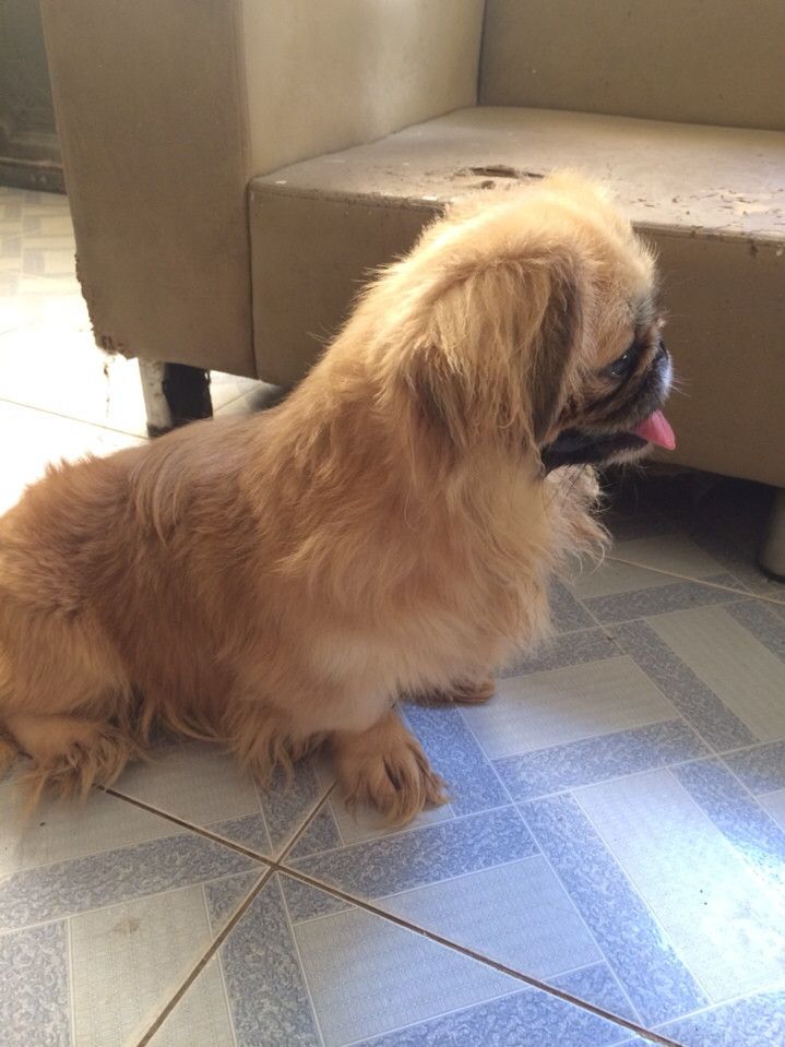 bầy chó Bắc Kinh lai 2 tháng tuổi ( có hình ảnh ) - 8