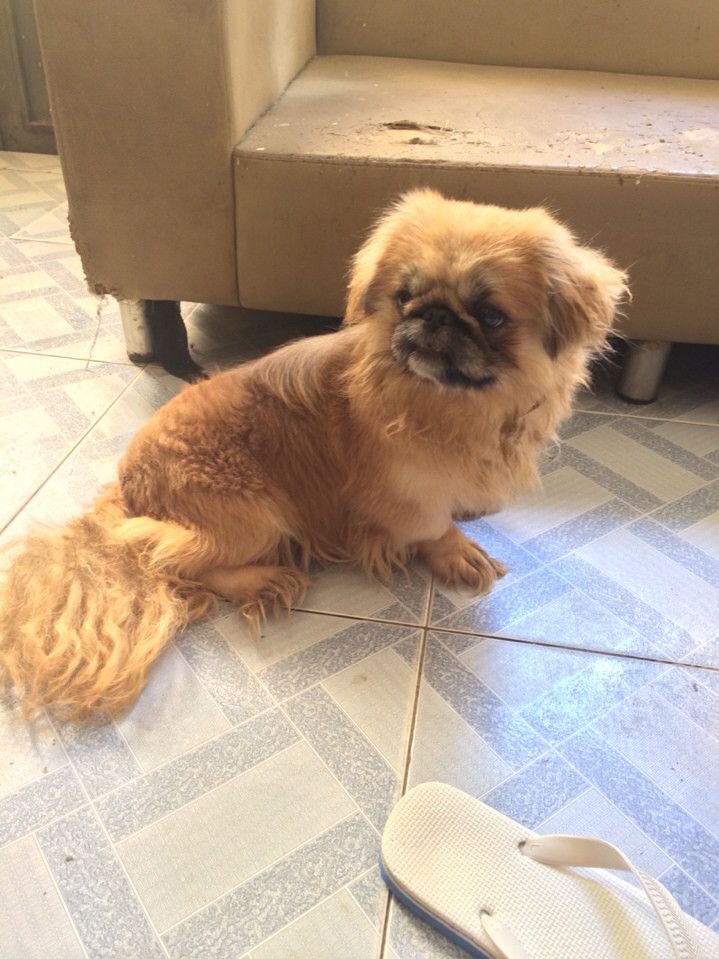 bầy chó Bắc Kinh lai 2 tháng tuổi ( có hình ảnh ) - 7