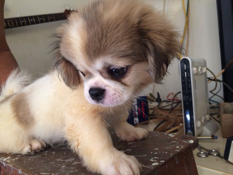 bầy chó Bắc Kinh lai 2 tháng tuổi ( có hình ảnh ) - 3