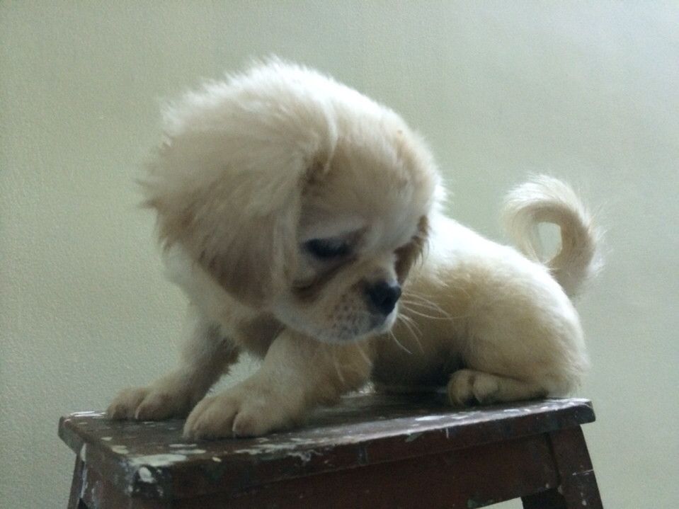 bầy chó Bắc Kinh lai 2 tháng tuổi ( có hình ảnh ) - 6