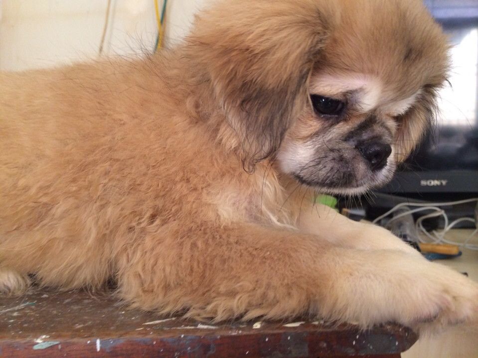 bầy chó Bắc Kinh lai 2 tháng tuổi ( có hình ảnh )