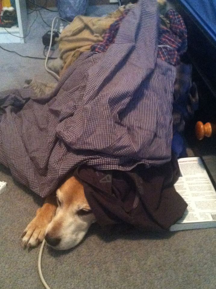 laundrydog.jpg