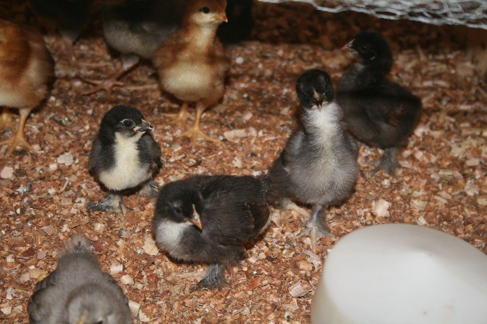 Just Hatched Chicks