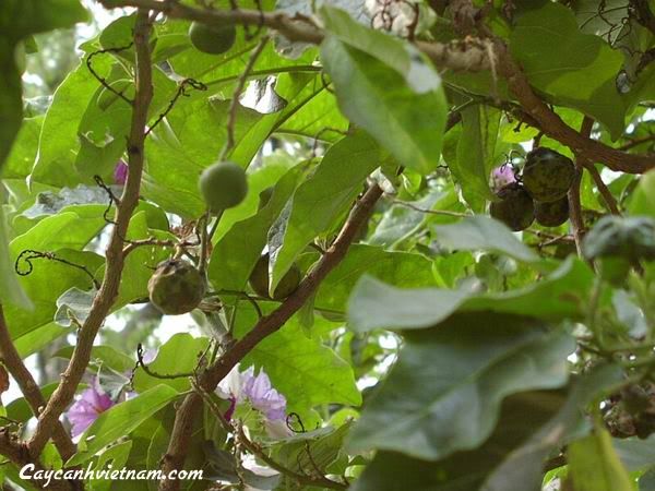 Cach+Trong+Cay+Dau+Rong ... com/tt/ban-cay-canh-7/cach-cham-soc-cay-canh-trong-trong-nha-sanh.html