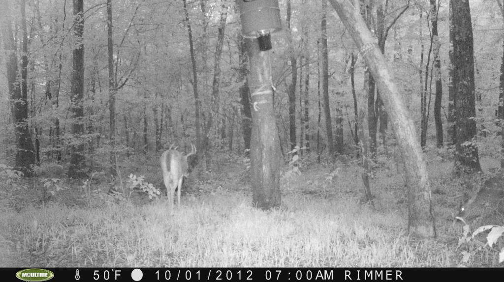 Do Corn Feeders Scare Deer? Arkansas Hunting