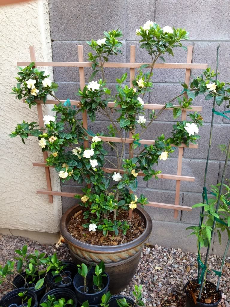 Gardenia Hedge