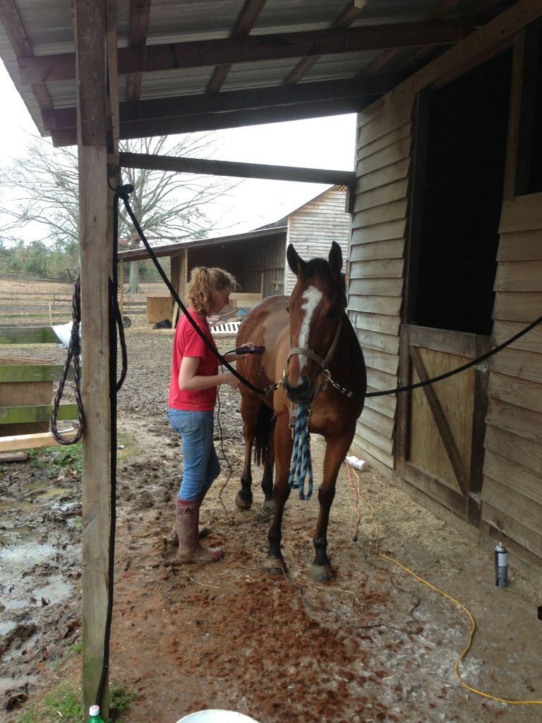 redbud equestrian