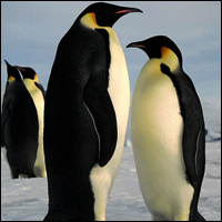 Keizer_zpsc84c7178.png
