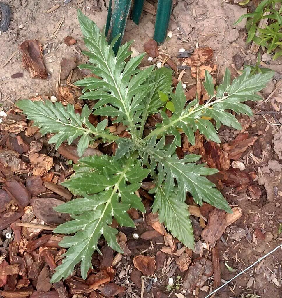photo Artichoke251813.jpg