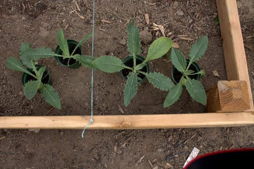 photo artichokebackups32613.jpg