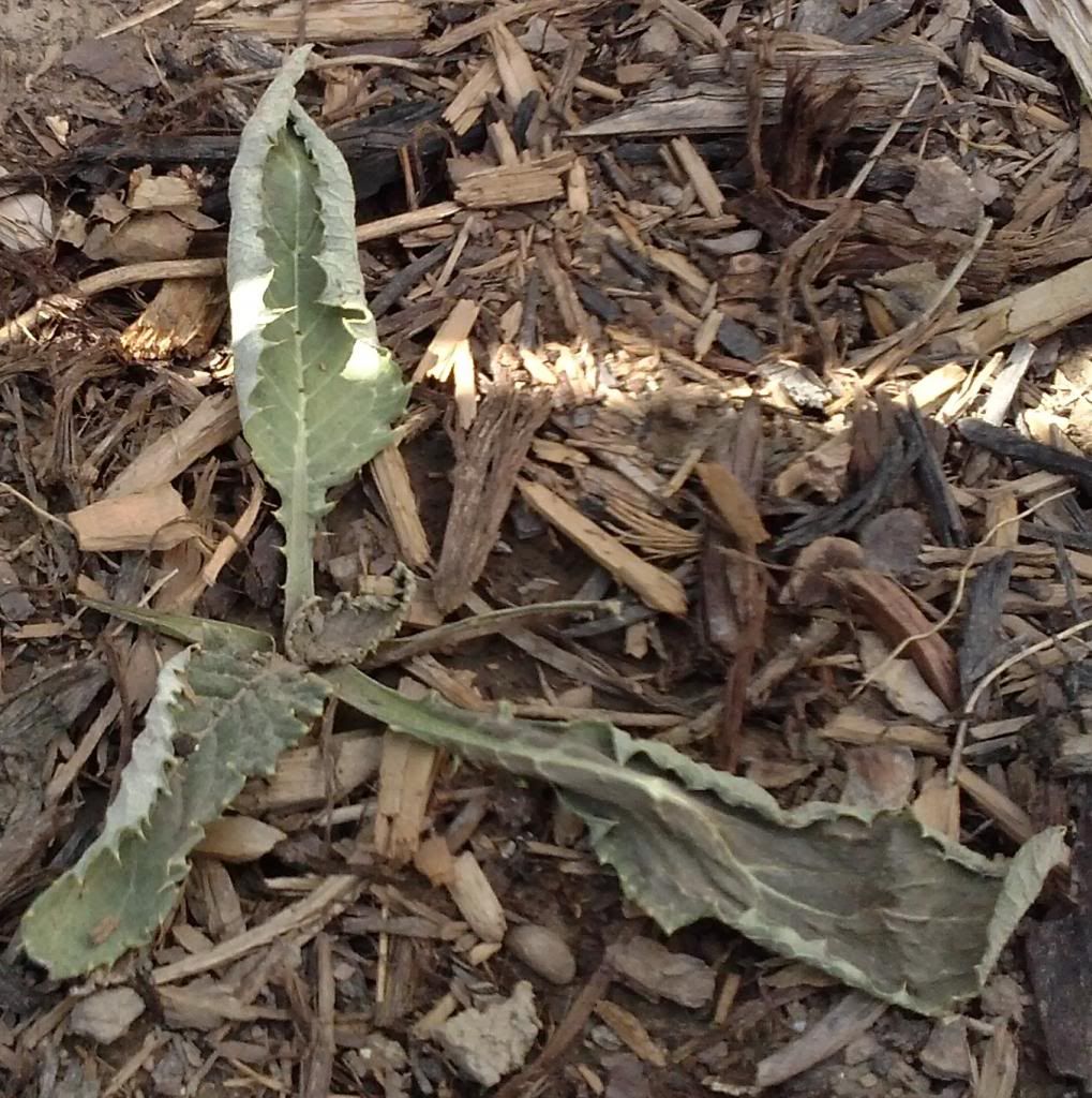 photo deadartichoke1.jpg