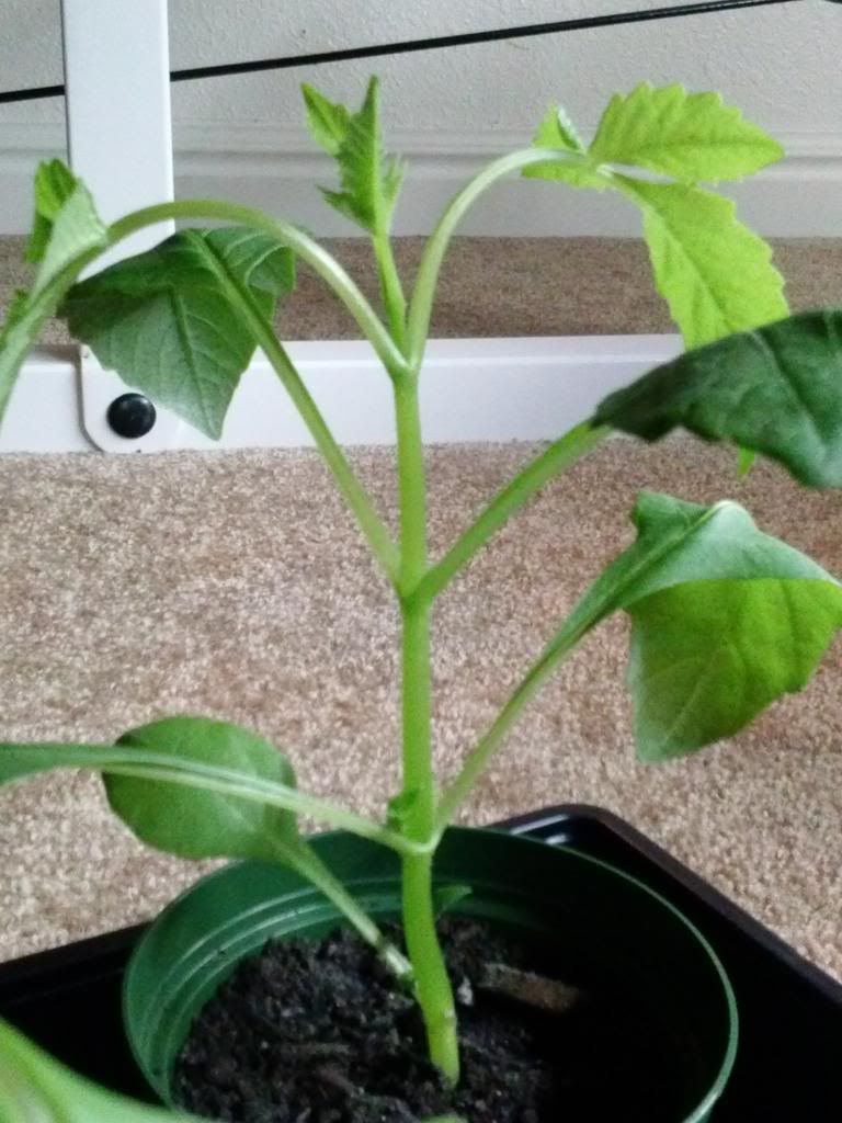  photo healthydahlia.jpg