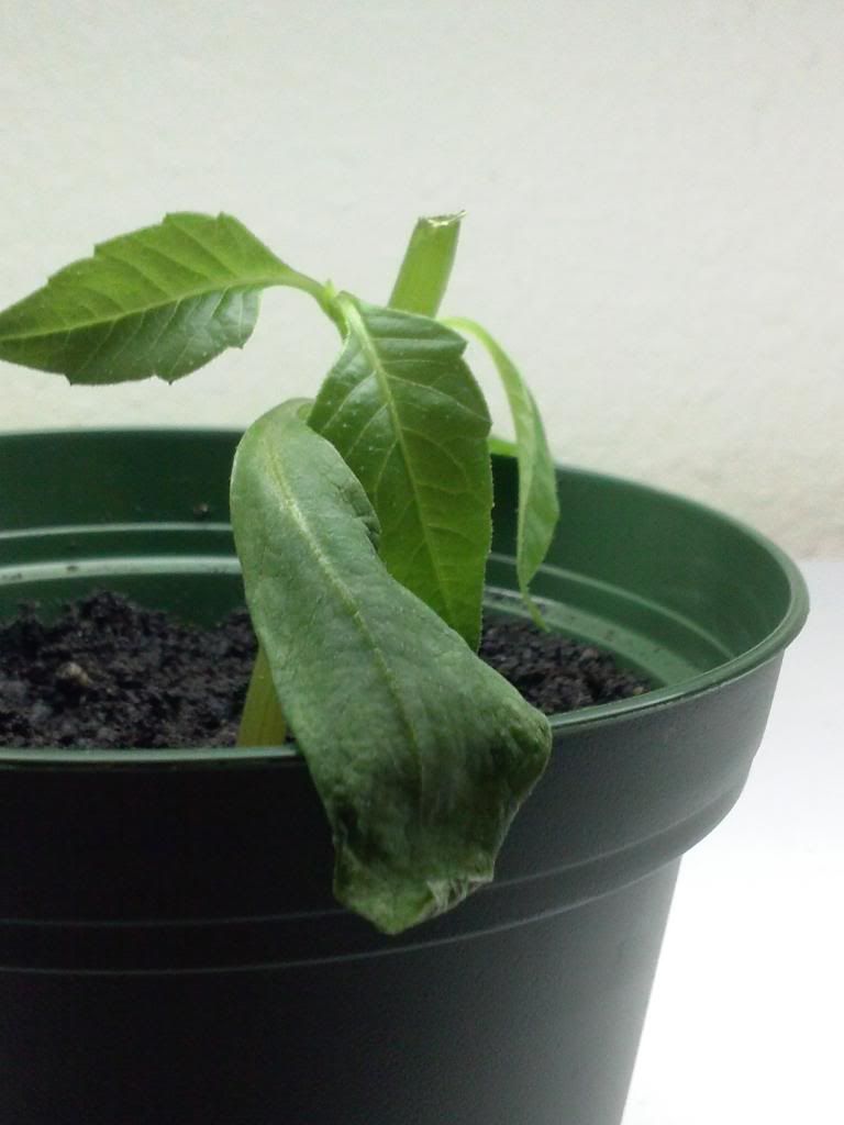  photo wilteddahlia.jpg