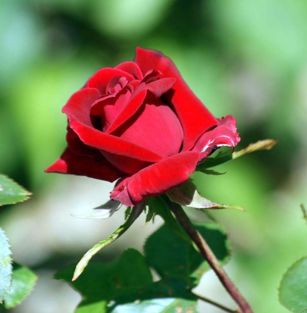 Rose Pictures, Images and Photos