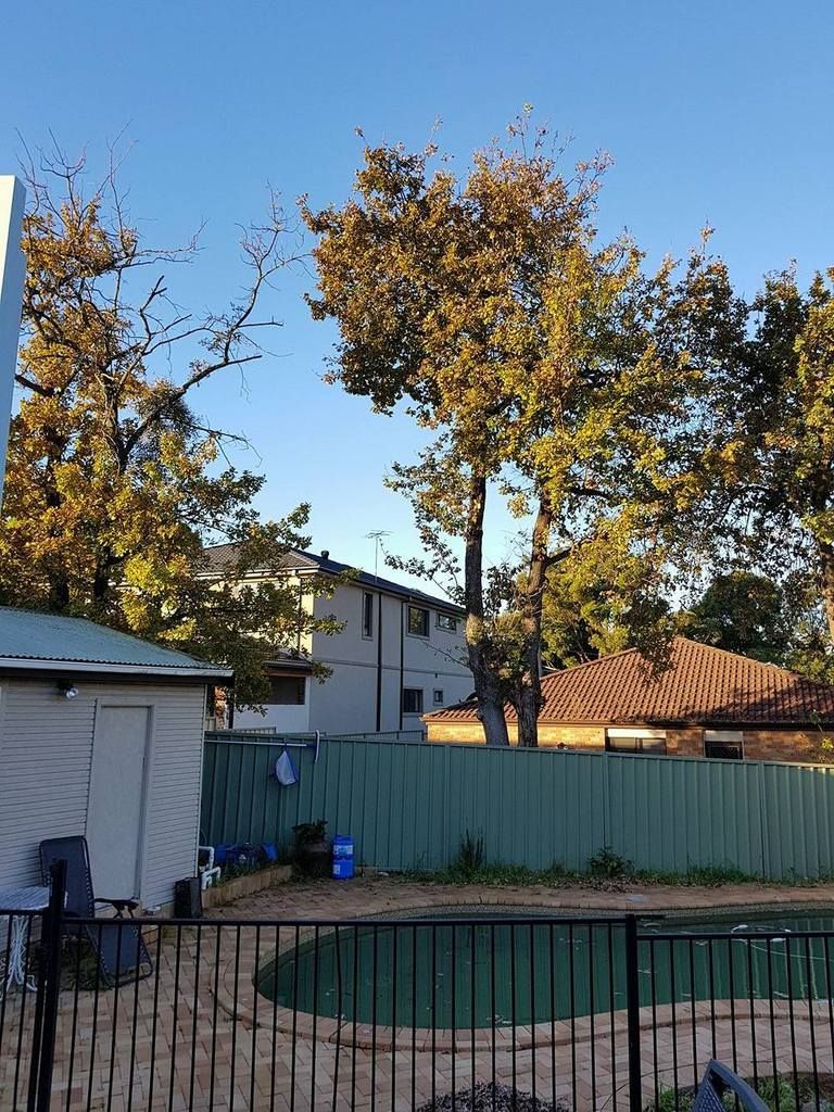 Neighbours tree damaging our fence Home owning