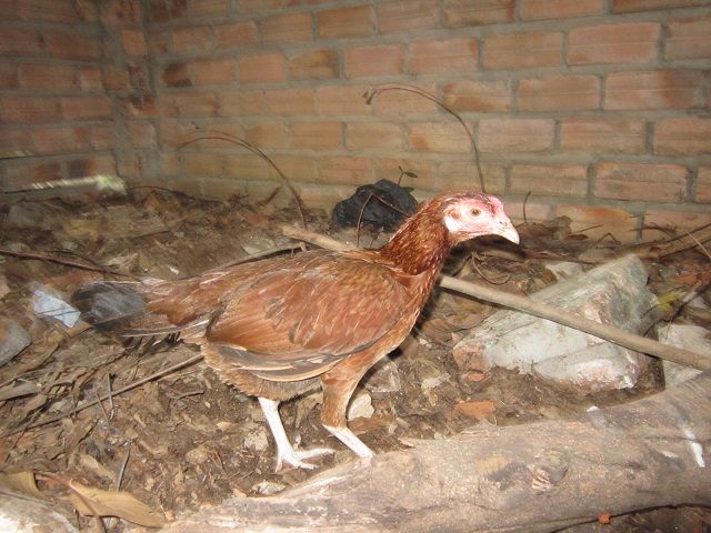 HCM-Q12-Gà nòi đá tiền - Gà mái Asil - 8