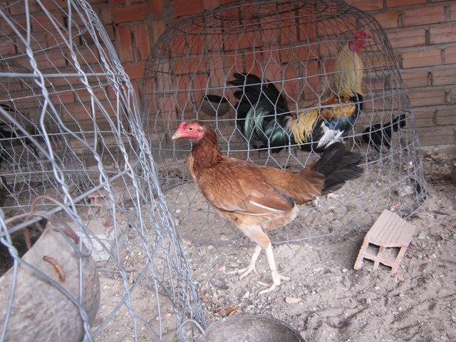 HCM-Q12-Gà nòi đá tiền - Gà mái Asil - 7