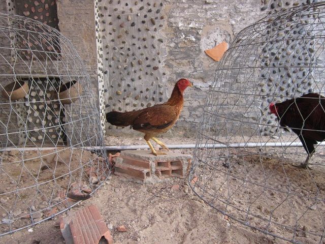 HCM-Q12-Gà nòi đá tiền - Gà mái Asil - 6