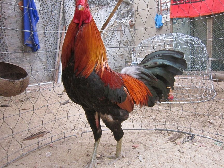 HCM-Q12-Gà nòi đá tiền - Gà mái Asil - 1