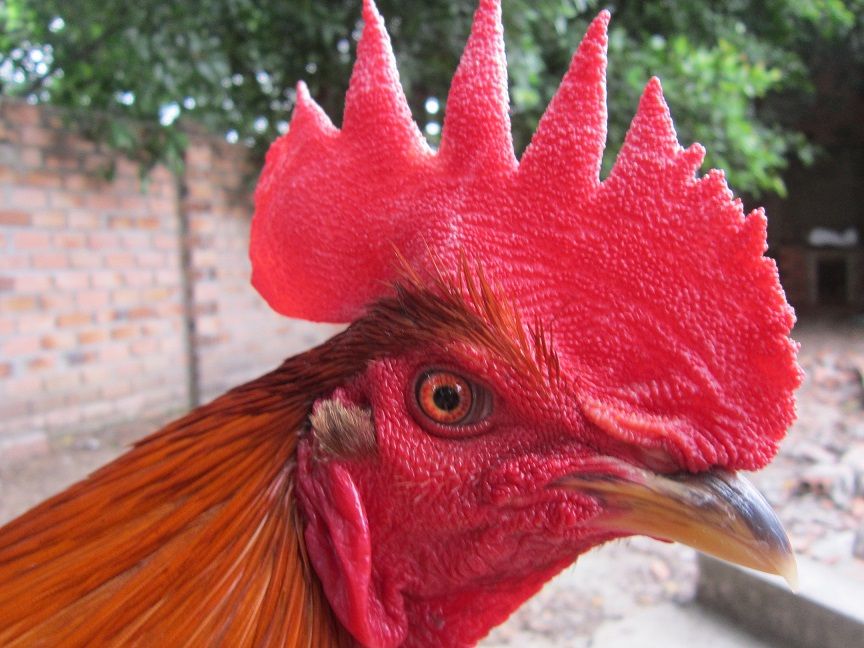 HCM-Q12-Gà nòi đá tiền - Gà mái Asil