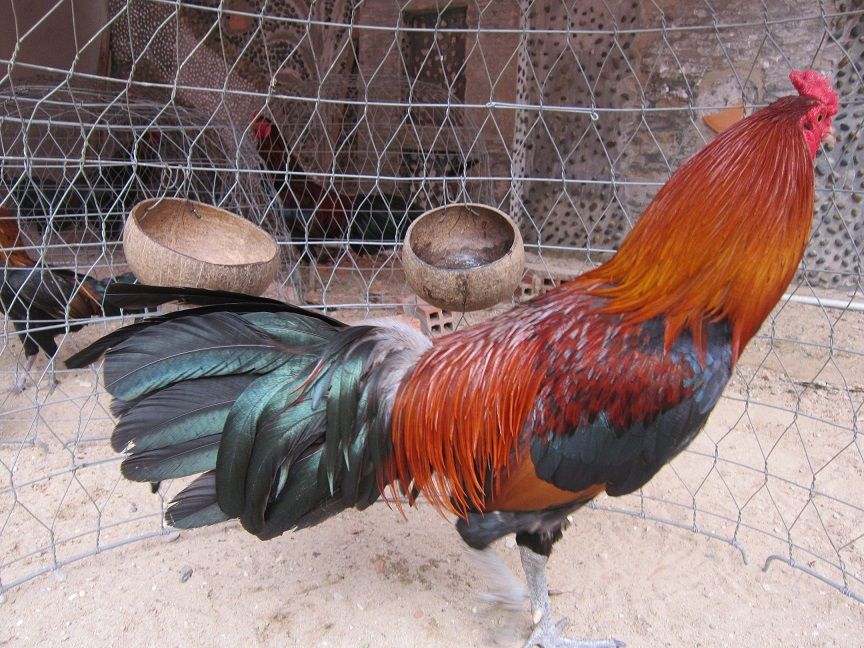 HCM-Q12-Gà nòi đá tiền - Gà mái Asil - 4