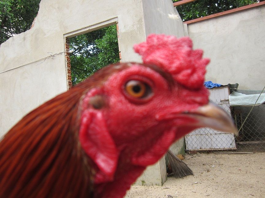 HCM-Q12-Gà nòi đá tiền - Gà mái Asil - 3