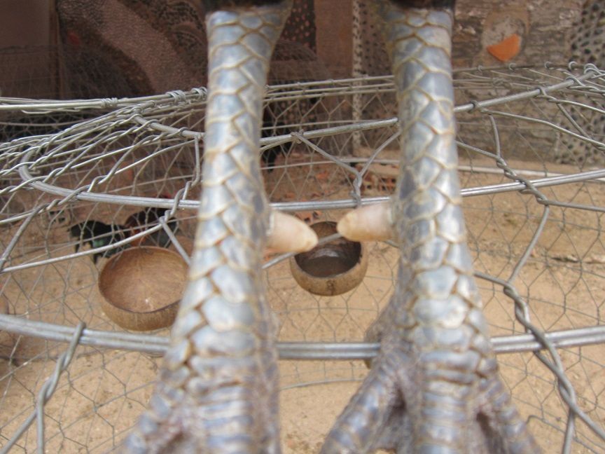 HCM-Q12-Gà nòi đá tiền - Gà mái Asil - 5