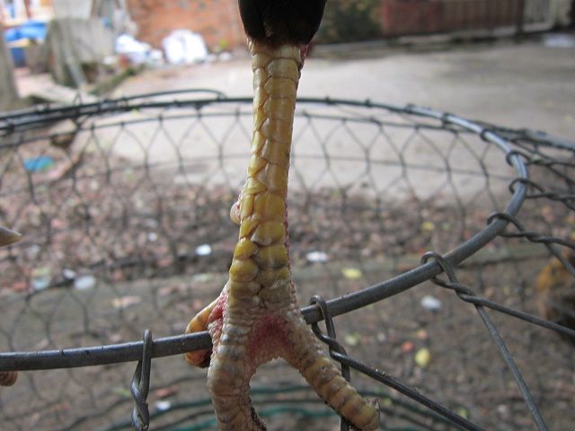 Q12-Gà tre đá - 3