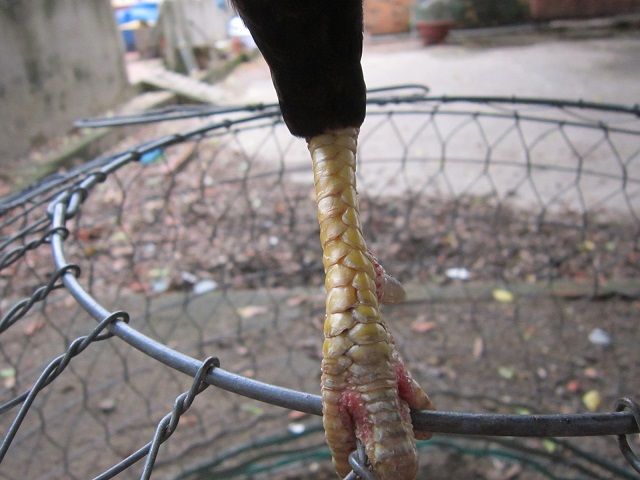 Q12-Gà tre đá - 2