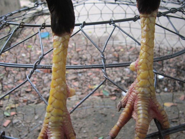 Q12-Gà tre đá - 6