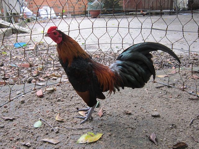 Q12-Gà tre đá - 7