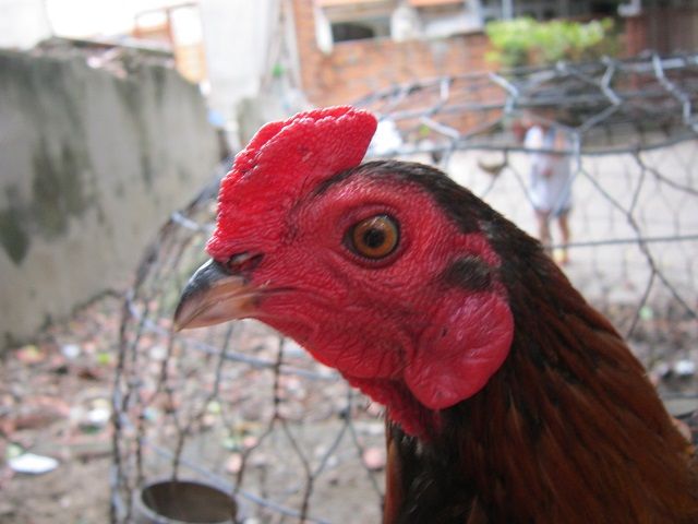 Q12-Gà tre đá - 8