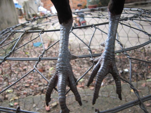 Q12-Gà tre đá - 9