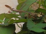 Male Tenodera aridifolia sinensis