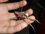 Female Tenodera sinensis