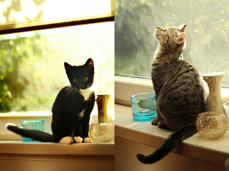 Toulouse and Lauri at the window