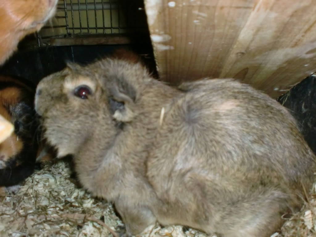 Gismo-1.jpg
