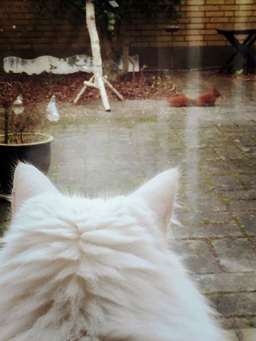 photo cat_500.jpg