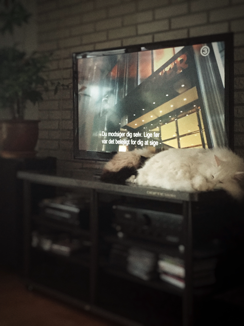 photo cats_500.png