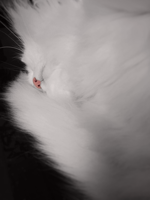 photo oni_4_500.png