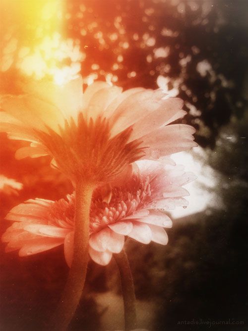 photo 8327_1.jpg