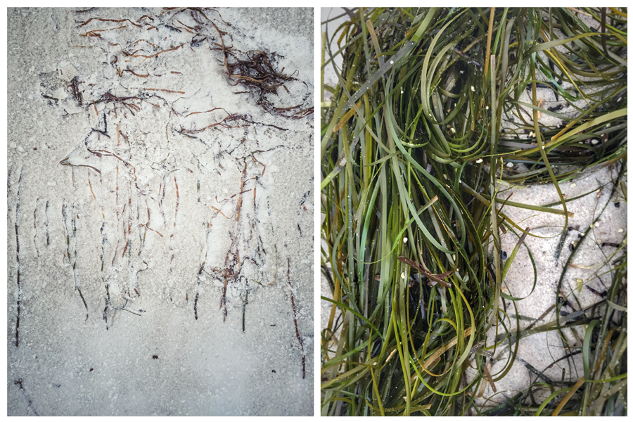 photo strand_2.png